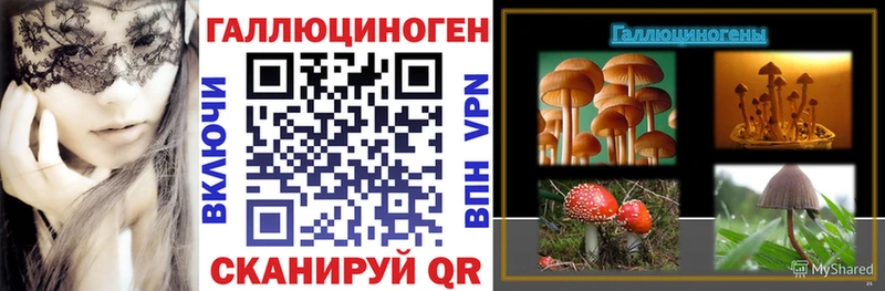 Купить  Коммунар  Псилоцибиновые грибы Cubensis 
